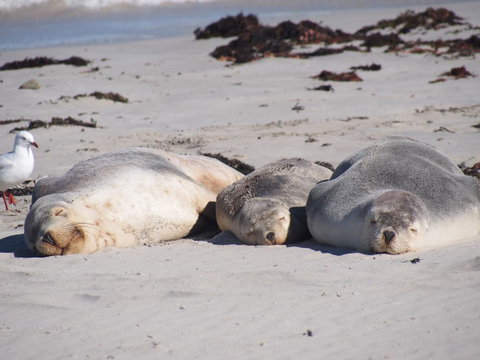 Mercure Kangaroo Island Lodge - Your Accommodation 43