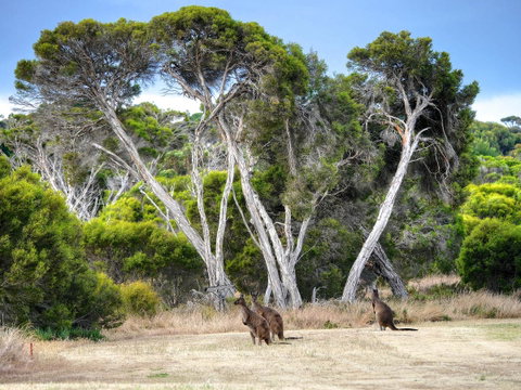 Mercure Kangaroo Island Lodge - Your Accommodation 33
