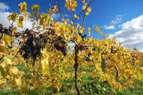 Novotel Barossa Valley Resort - Your Accommodation 10