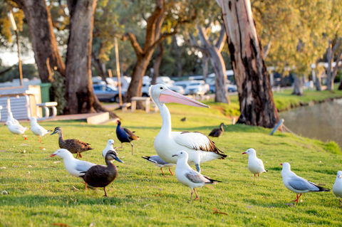 BIG4 Renmark Riverfront Holiday Park - Your Accommodation 9