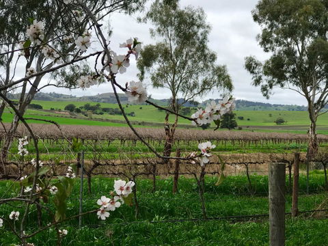Jasmine\'s Barossa Valley Cottage - Your Accommodation 20