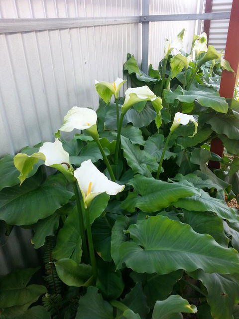 Addies Place Goolwa - Your Accommodation 11