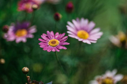 The Floating Forest - Your Accommodation 29