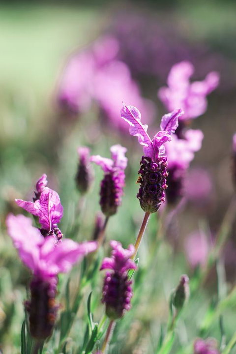 The Floating Forest - Your Accommodation 31