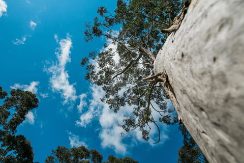 The Floating Forest - Your Accommodation 36