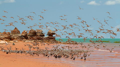 Broome Bird Observatory - Your Accommodation 1