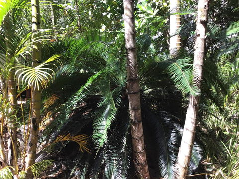 Bunya Cottage - Your Accommodation 1