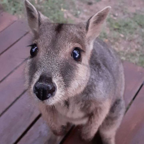 Camp Kanga - Your Accommodation 3