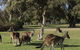Eastern Hill Creswick - thumb 1