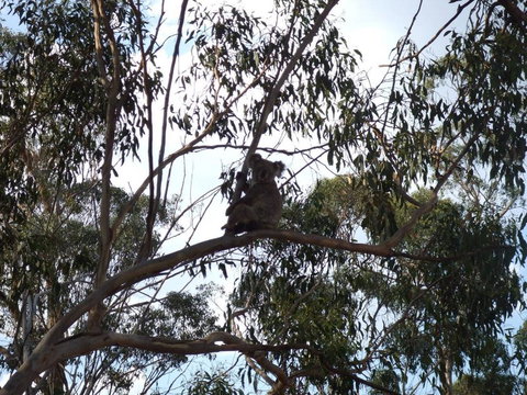 Escape To The Country - Enjoy The Firepit Or Explore Magical Bunya Mountains - Your Accommodation 0