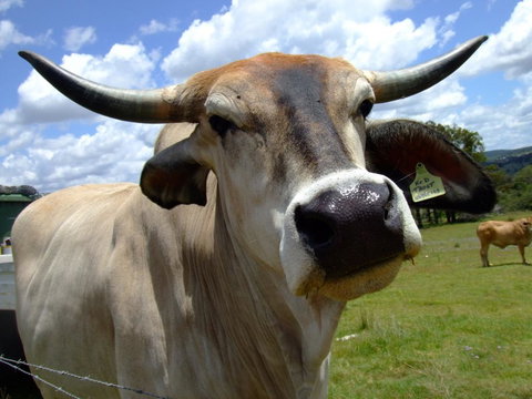 Escape To The Country - Enjoy The Firepit Or Explore Magical Bunya Mountains - Your Accommodation 2