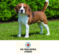 Fig Tree Retro Studio - Your Accommodation