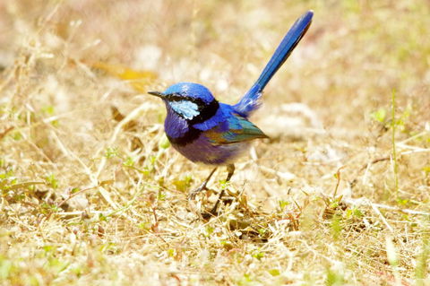 Yelverton Brook Conservation Sanctuary - Your Accommodation 23