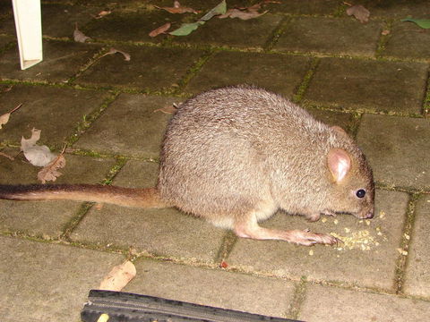 Yelverton Brook Conservation Sanctuary - Your Accommodation 37