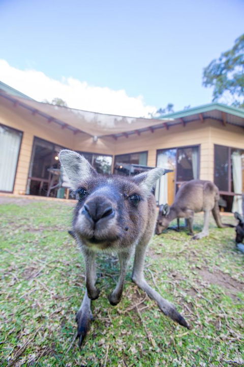 Yelverton Brook Conservation Sanctuary - Your Accommodation 17
