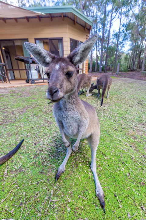 Yelverton Brook Conservation Sanctuary - Your Accommodation 0