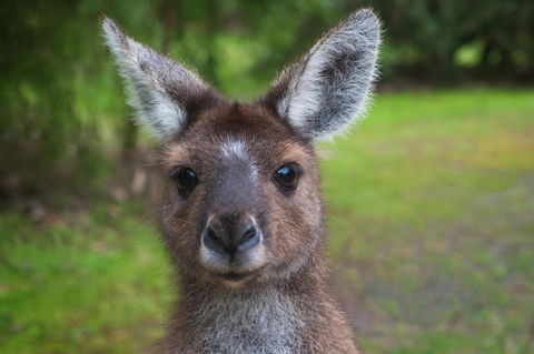 Yelverton Brook Conservation Sanctuary - Your Accommodation 25