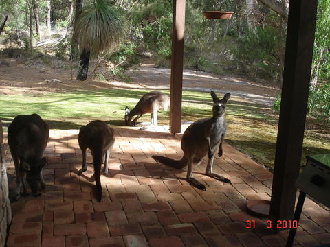 Yelverton Brook Conservation Sanctuary - Your Accommodation 22