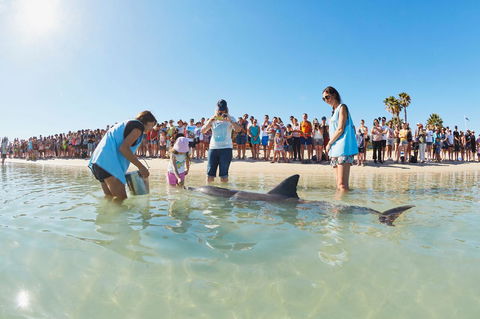 RAC Monkey Mia Dolphin Resort - Your Accommodation 2