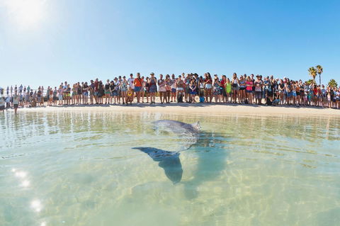 RAC Monkey Mia Dolphin Resort - Your Accommodation 3