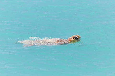 RAC Monkey Mia Dolphin Resort - Your Accommodation 20