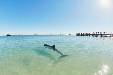 RAC Monkey Mia Dolphin Resort - Your Accommodation 1