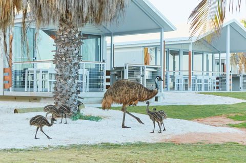 RAC Monkey Mia Dolphin Resort - Your Accommodation 15