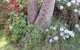 Karoola Cottage Self Contained - thumb 16