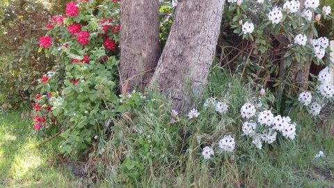 Karoola Cottage Self Contained - Your Accommodation 16