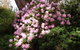 Karoola Cottage Self Contained - thumb 13