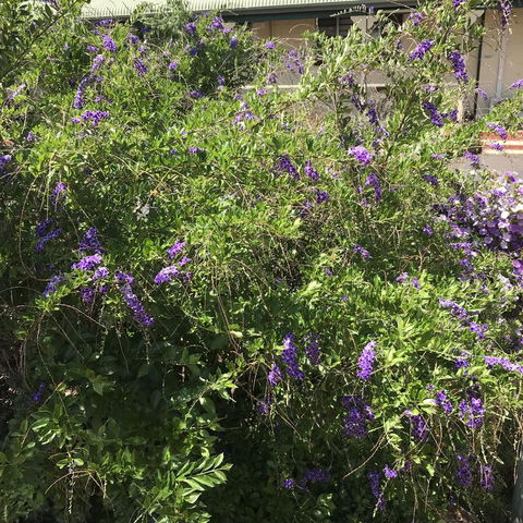 Oasis Motel - Your Accommodation 3