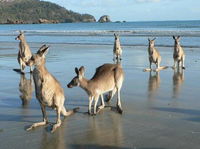 Book Seaforth Accommodation Vacations Your Accommodation Your Accommodation
