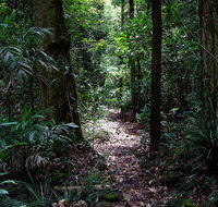 Springbrook Lyrebird Retreat - Your Accommodation
