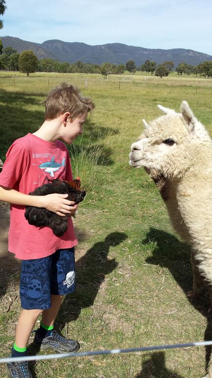 Starline Alpacas Farmstay Resort - Your Accommodation 3