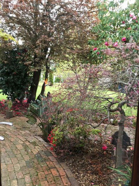 Stony Rise Cottage B&B - Your Accommodation 1