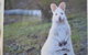 Captain Cook Holiday Park - thumb 22