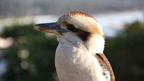 BAY OF FIRES ECO HUT Off Grid Experience At Binalong Bay - Your Accommodation 19