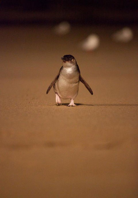 BIG4 Ingenia Holidays Phillip Island - Your Accommodation 9