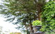 The Cottage - thumb 6