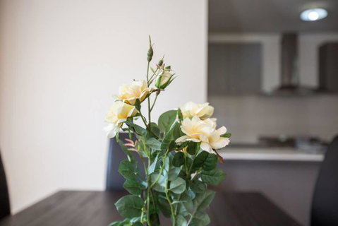 Holiday Rose - Your Accommodation 8