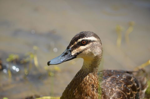 Tasman Holiday Parks - Merool On The Murray - Your Accommodation 42