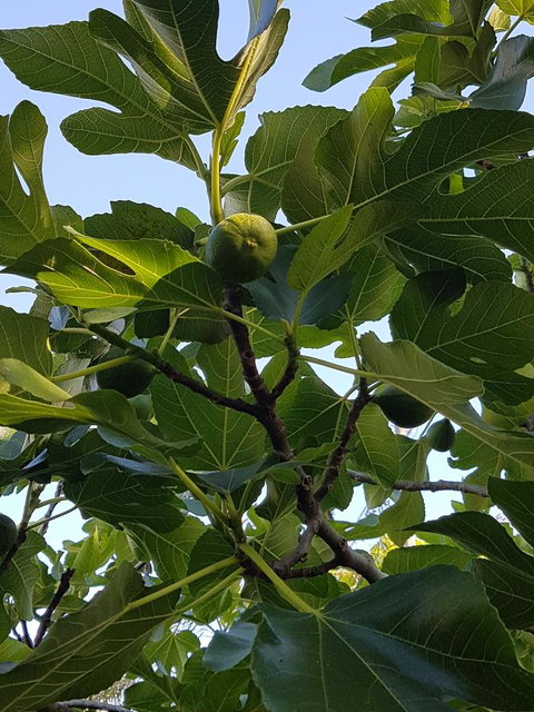 Healesville House - Fig Tree House - Your Accommodation 19