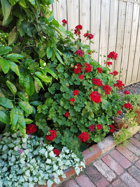 Healesville House - Fig Tree House - Your Accommodation 18