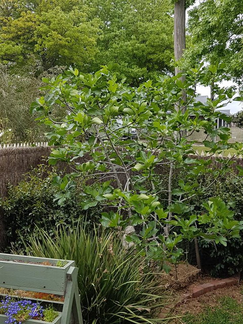 Healesville House - Fig Tree House - Your Accommodation 20