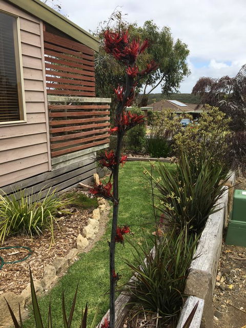 The PC Cottage - Your Accommodation 31