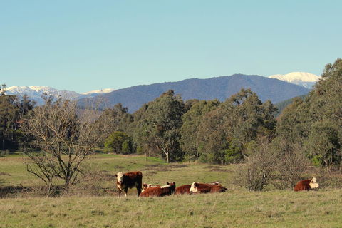 3 Bells Alpine Cottage - Your Accommodation 21