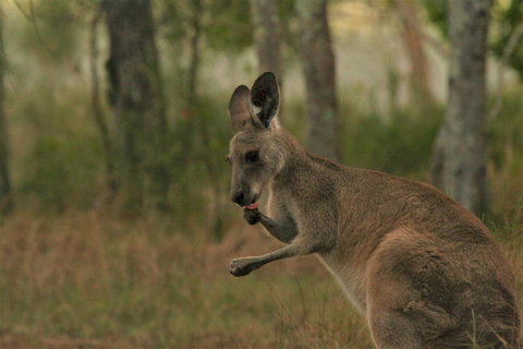 Lake Weyba Noosa Lodge & Kangaroos - Your Accommodation 43
