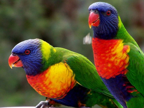 Lake Weyba Noosa Lodge & Kangaroos - Your Accommodation 12