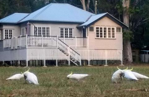 Lake Weyba Noosa Lodge & Kangaroos - Your Accommodation 20