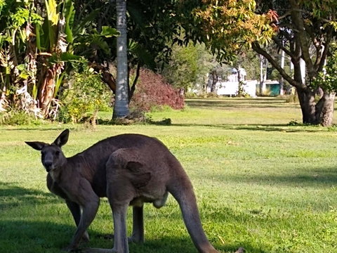 Lake Weyba Noosa Lodge & Kangaroos - Your Accommodation 24